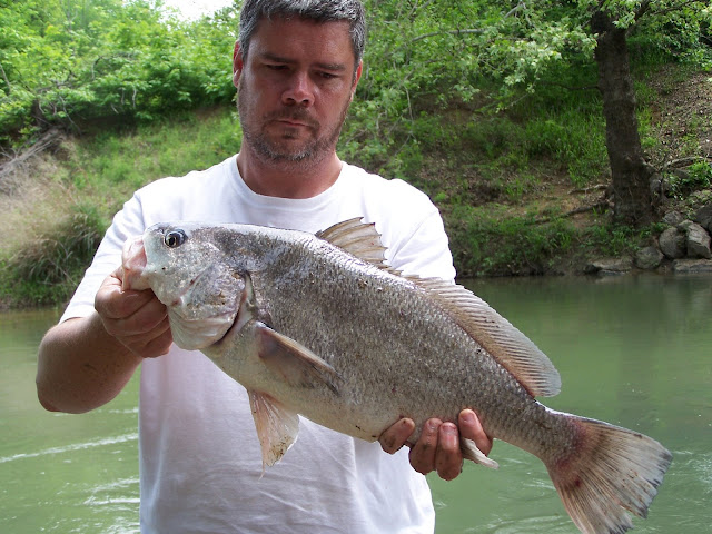 post-your-freshwater-drum-rough-fish-carp-texas-fishing-forum